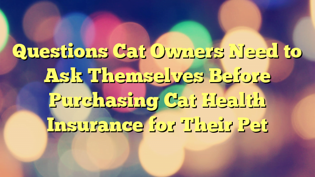 Questions Cat Owners Need to Ask Themselves Before Purchasing Cat Health Insurance for Their Pet